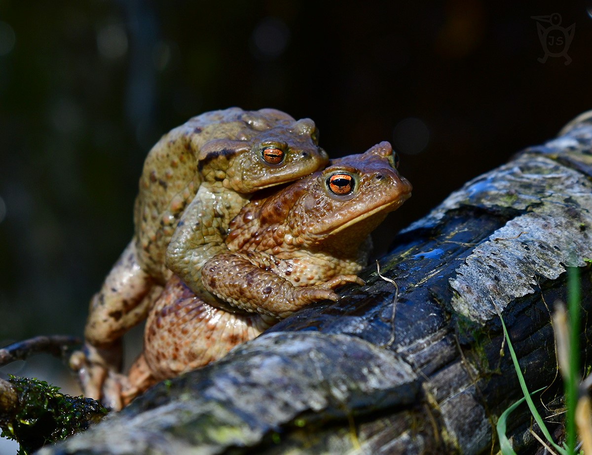 ROPUCHA OBECNÁ 1 (Bufo bufo)