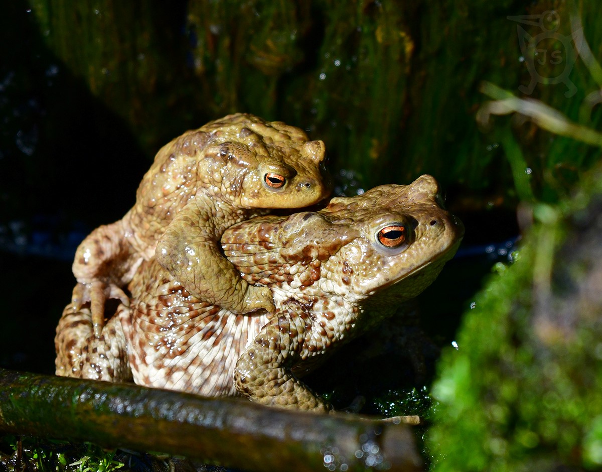 ROPUCHA OBECNÁ 2 (Bufo bufo)