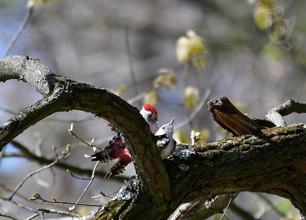 STRAKAPOUD PROSTŘEDNÍ  koitus1 (Dendrocopos medius)