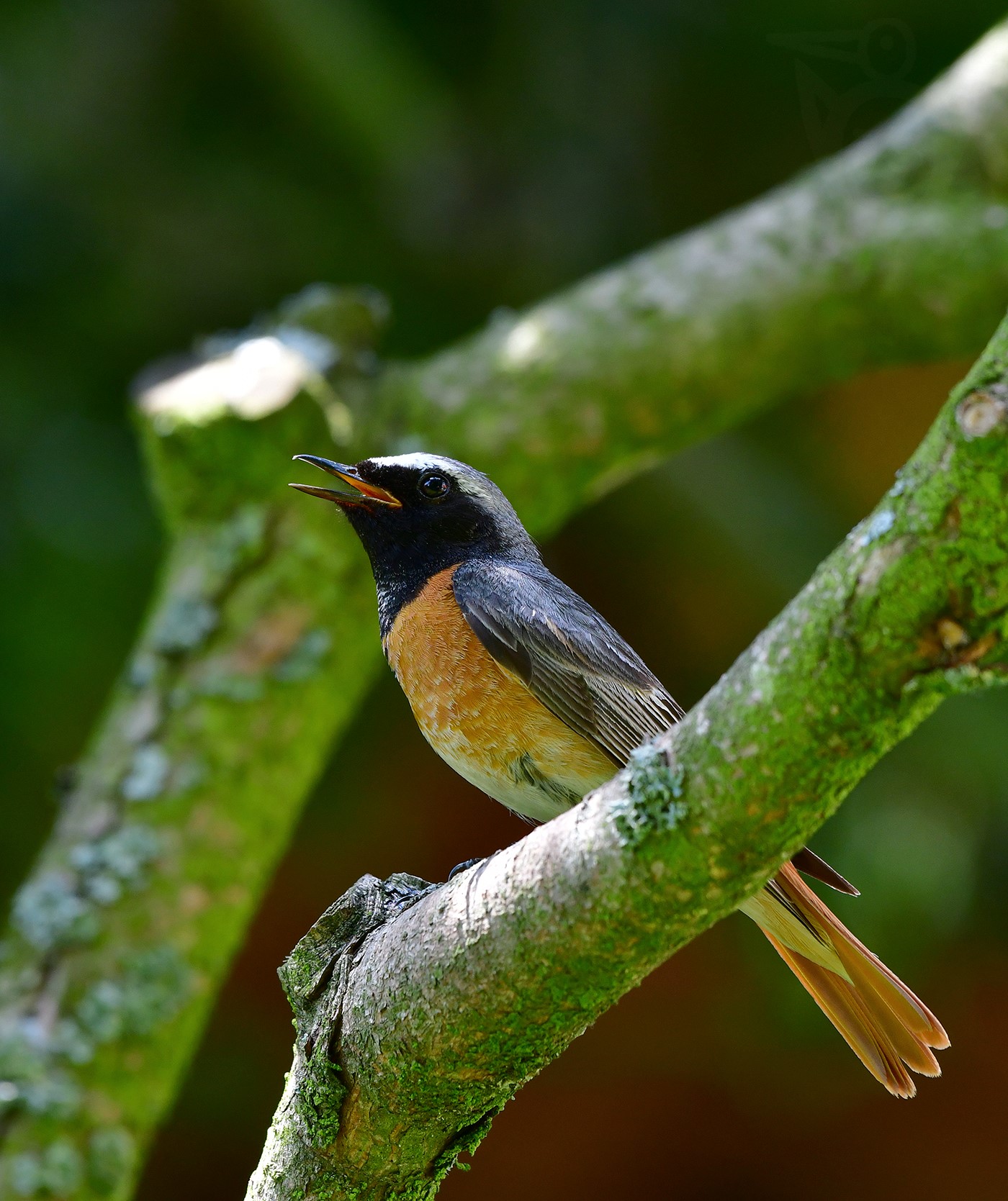 REHEK ZAHRADNÍ 4 (Phoenicurus phoenicurus)