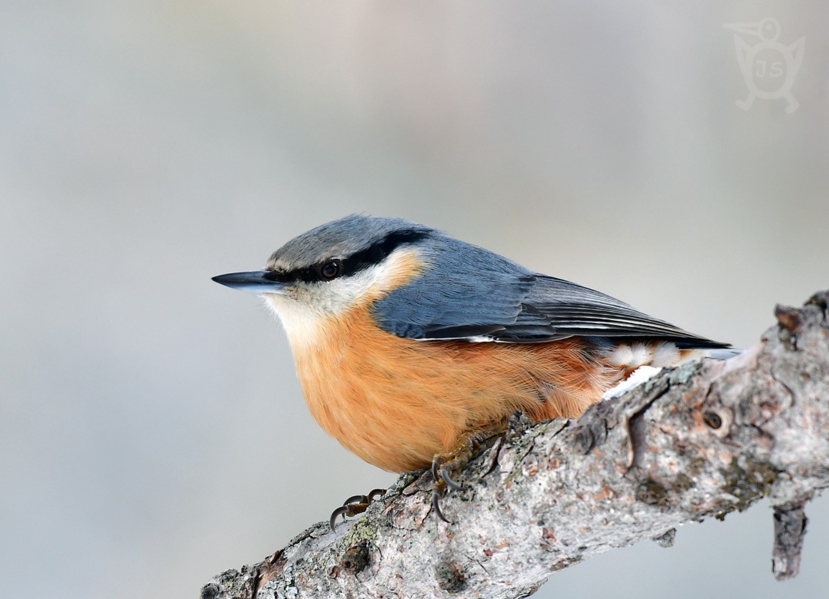 BRHLÍK LESNÍ 3 (Sitta europaea)