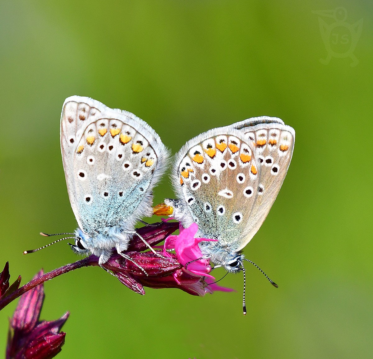 MODRÁSEK JEHLICOVÝ 4  ( Polyommatus icarus)