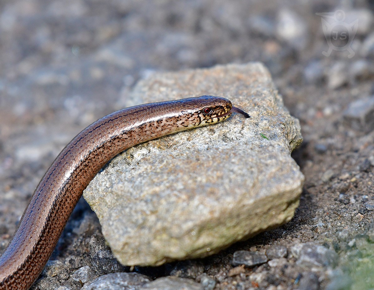 SLEPÝŠ KŘEHKÝ 2 (Anguis fragilis)