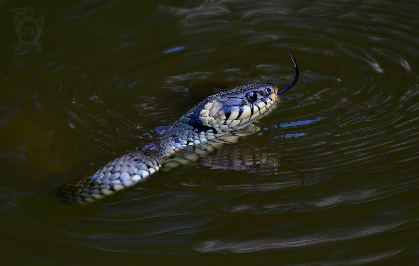 UŽOVKA OBOJKOVÁ 1 (Natrix natrix) 