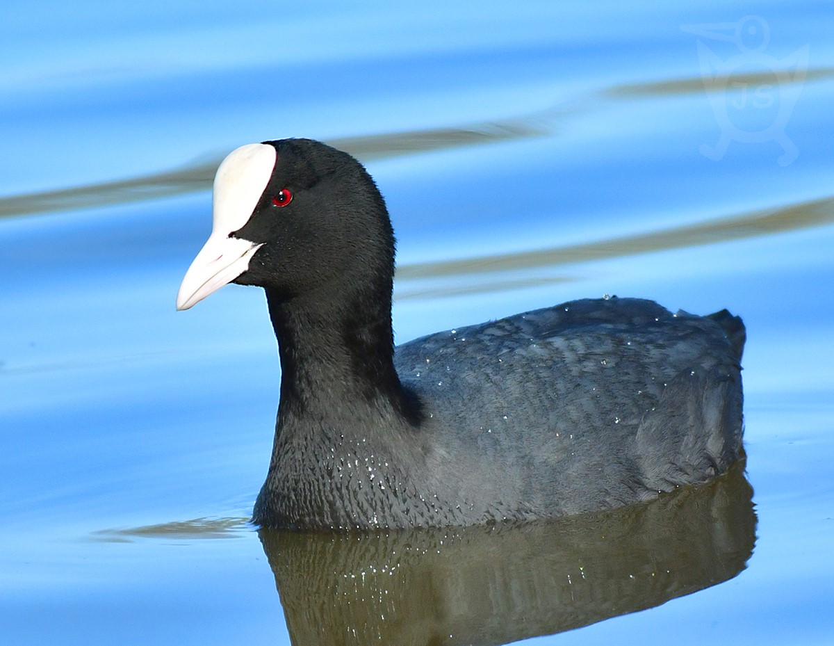 LYSKA ČERNÁ 2  (Fulica atra)