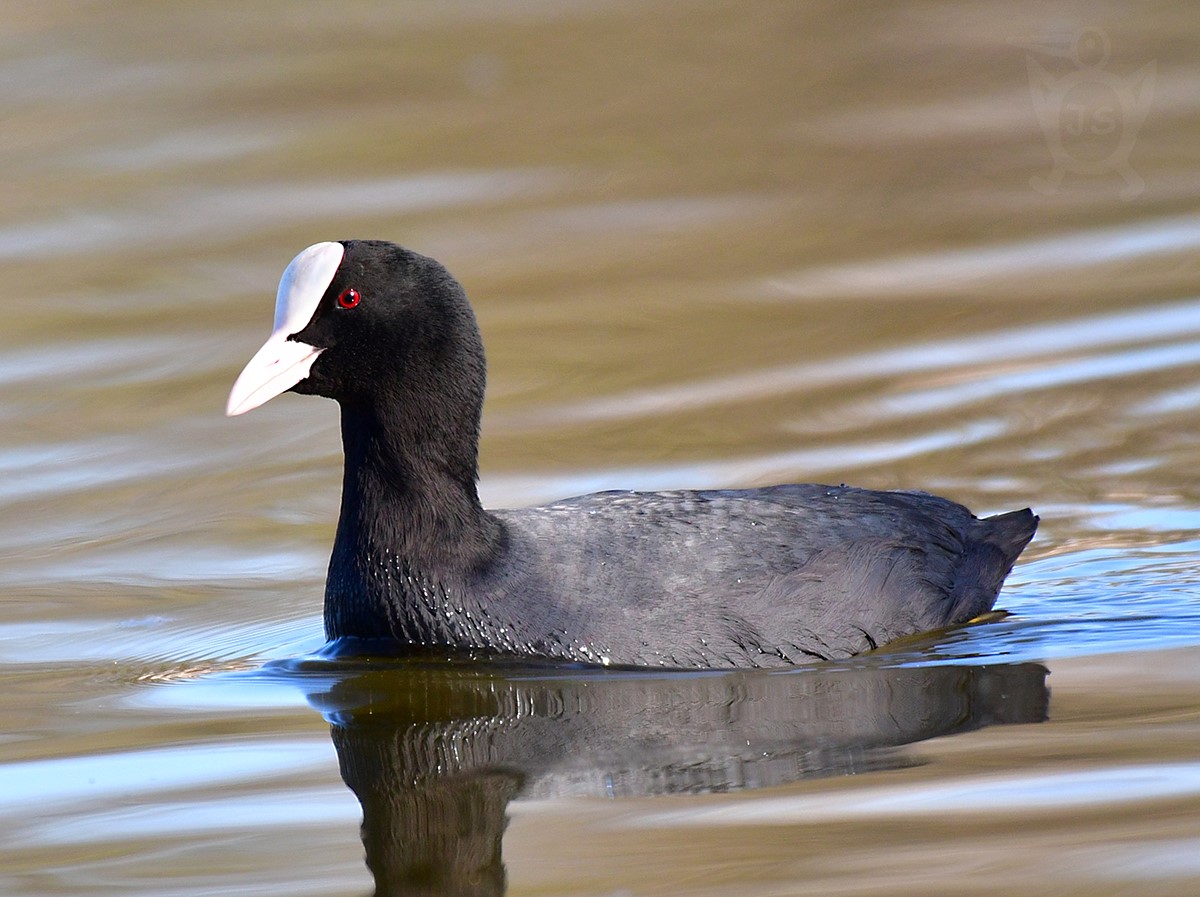 LYSKA ČERNÁ 3  (Fulica atra)