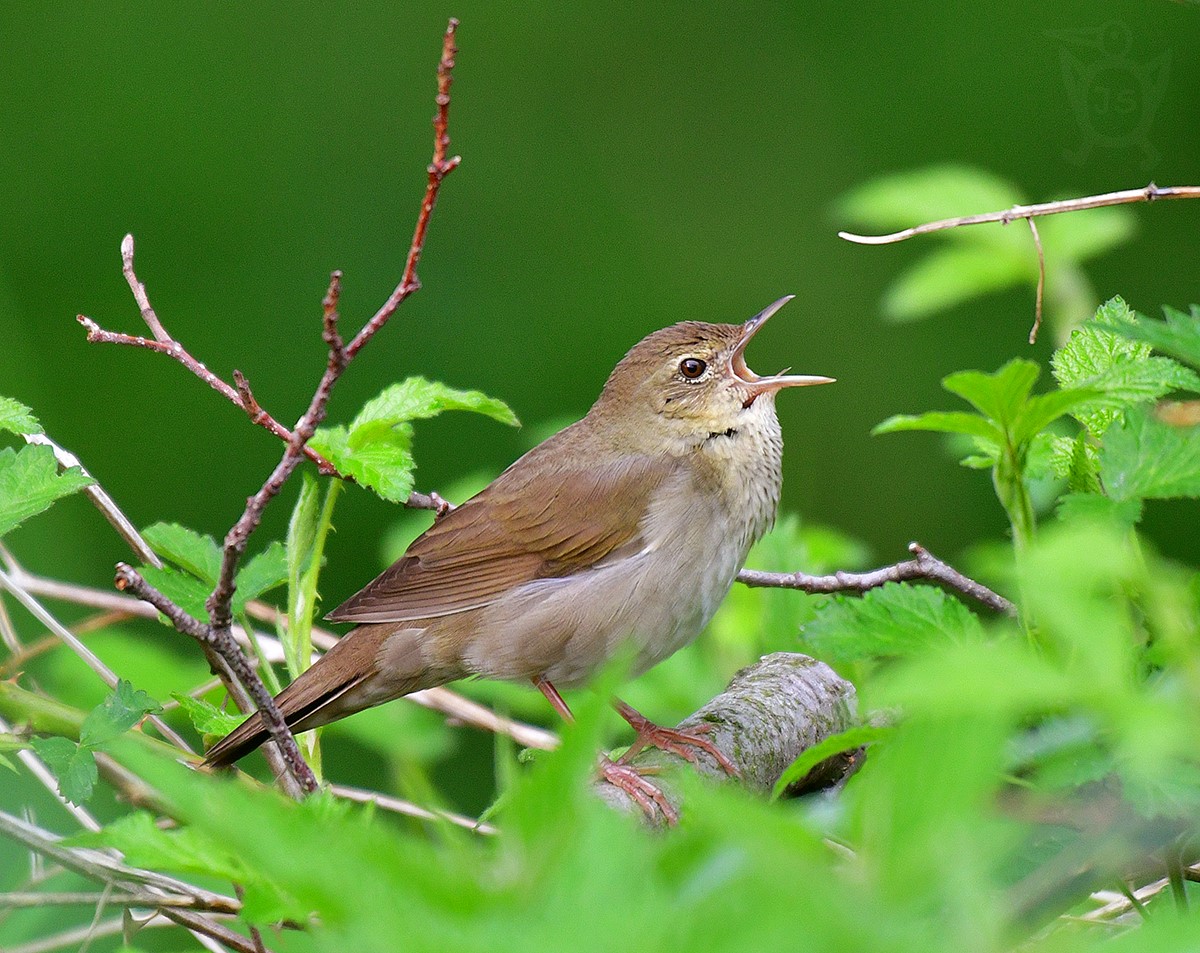 CVRČILKA ŘÍČNÍ 2  (Locustella fluviatilis)