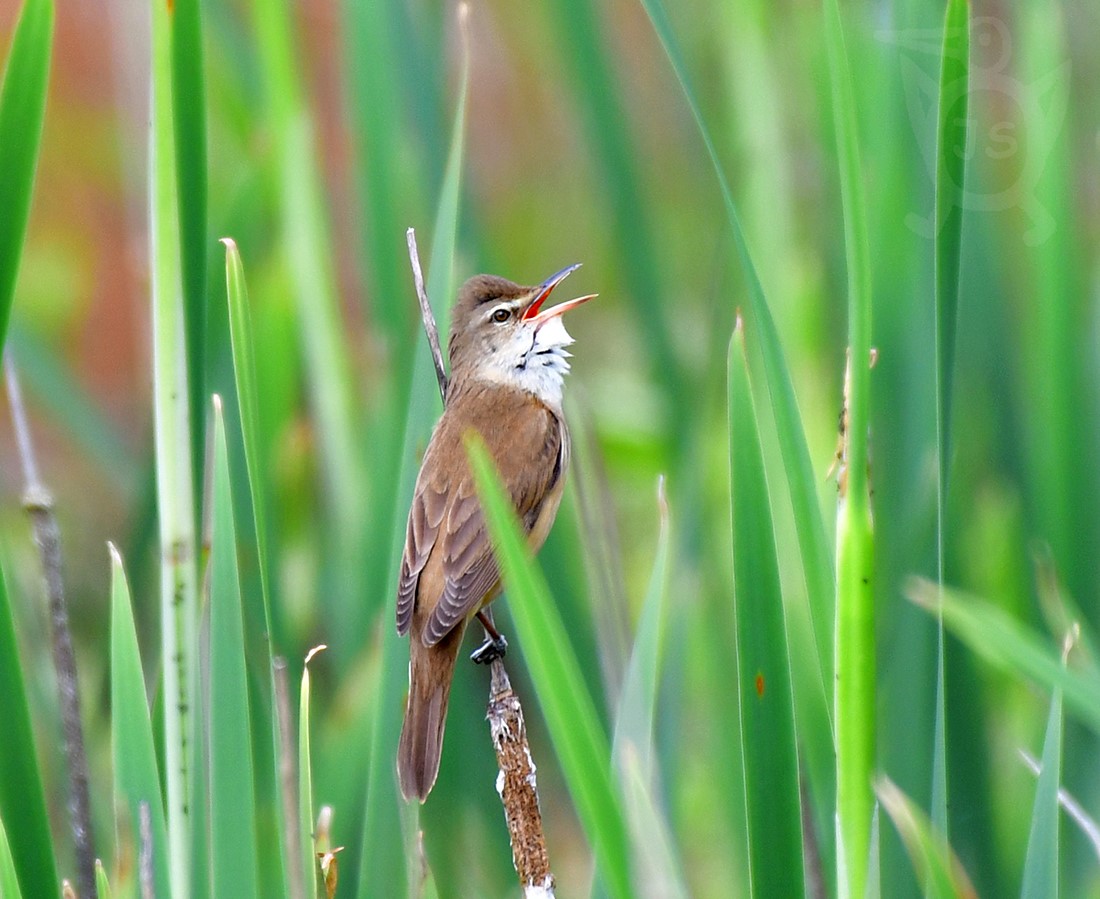 RÁKOSNÍK VELKÝ 1 (Acrocephalus arundinaceus)