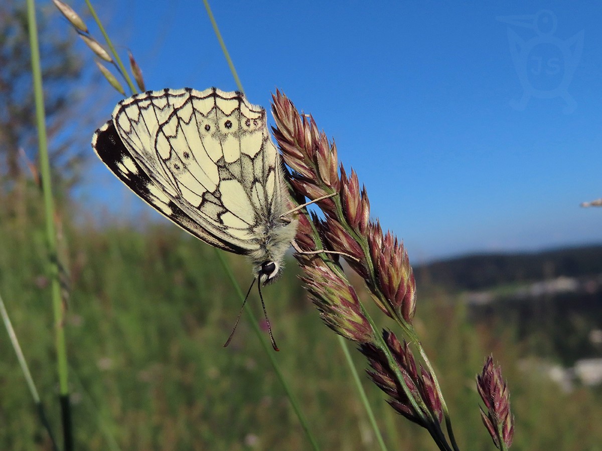 OKÁČ BOJÍNKOVÝ 4 (Melanargia galathea)