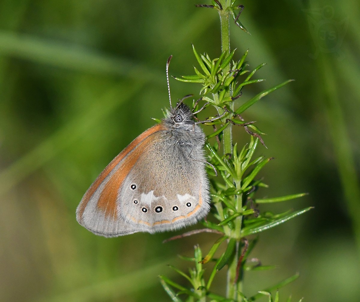 OKÁČ TŘESLICOVÝ 2 (Coenonympha glycerion)