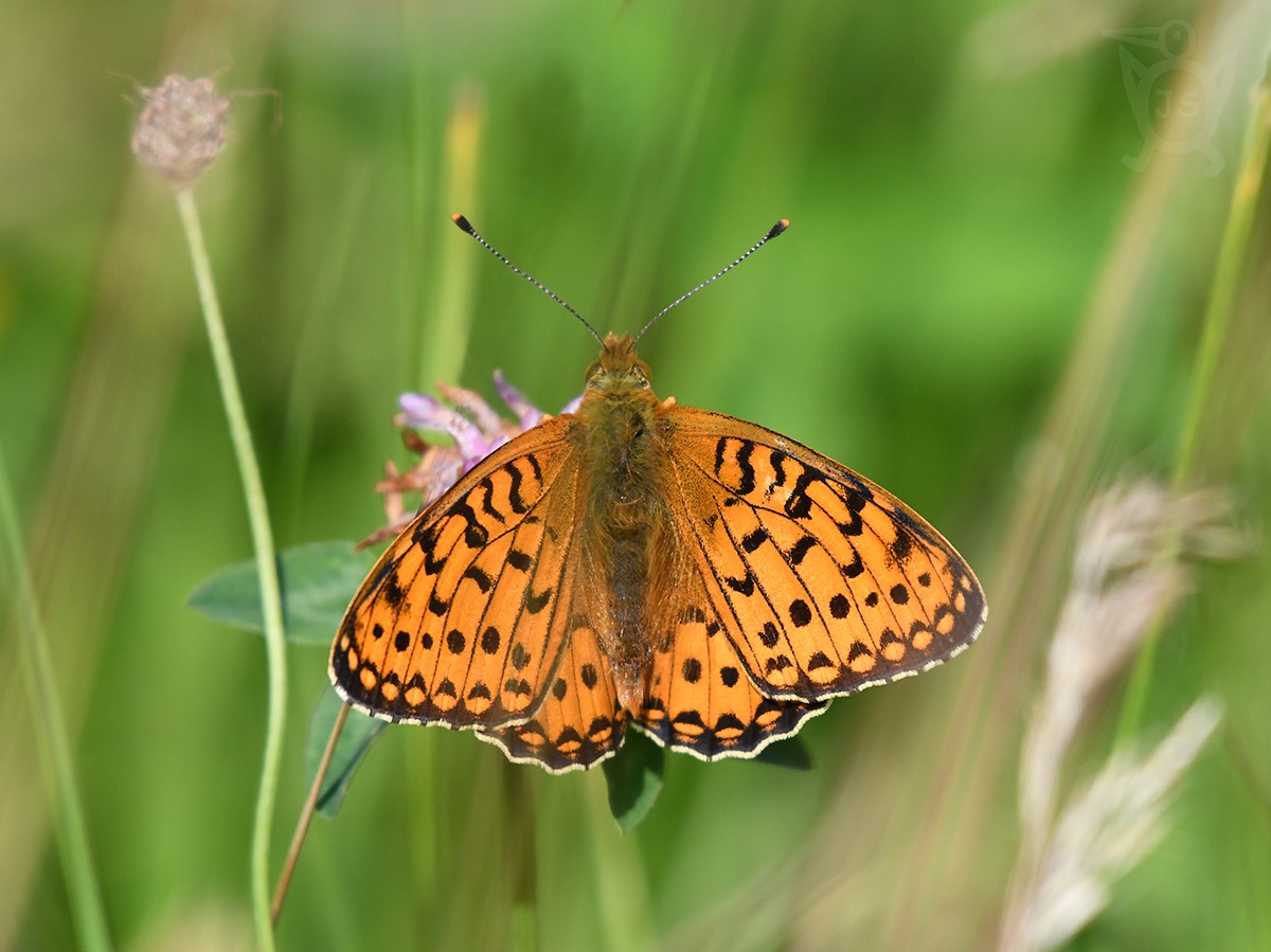 PERLEŤOVEC VELKÝ 1 (Argynnis aglaja)