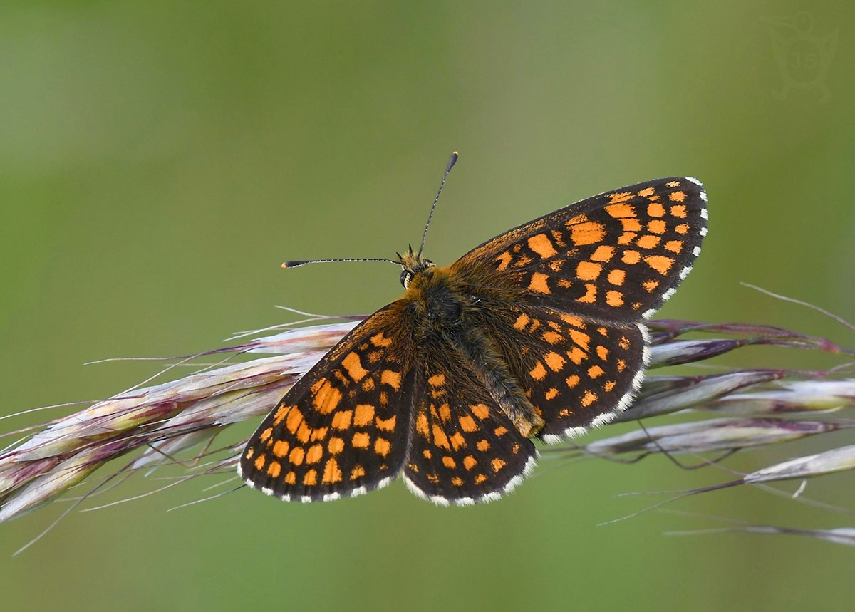 HNĚDÁSEK JITROCELOVÝ 1 (Melitaea athalia) 