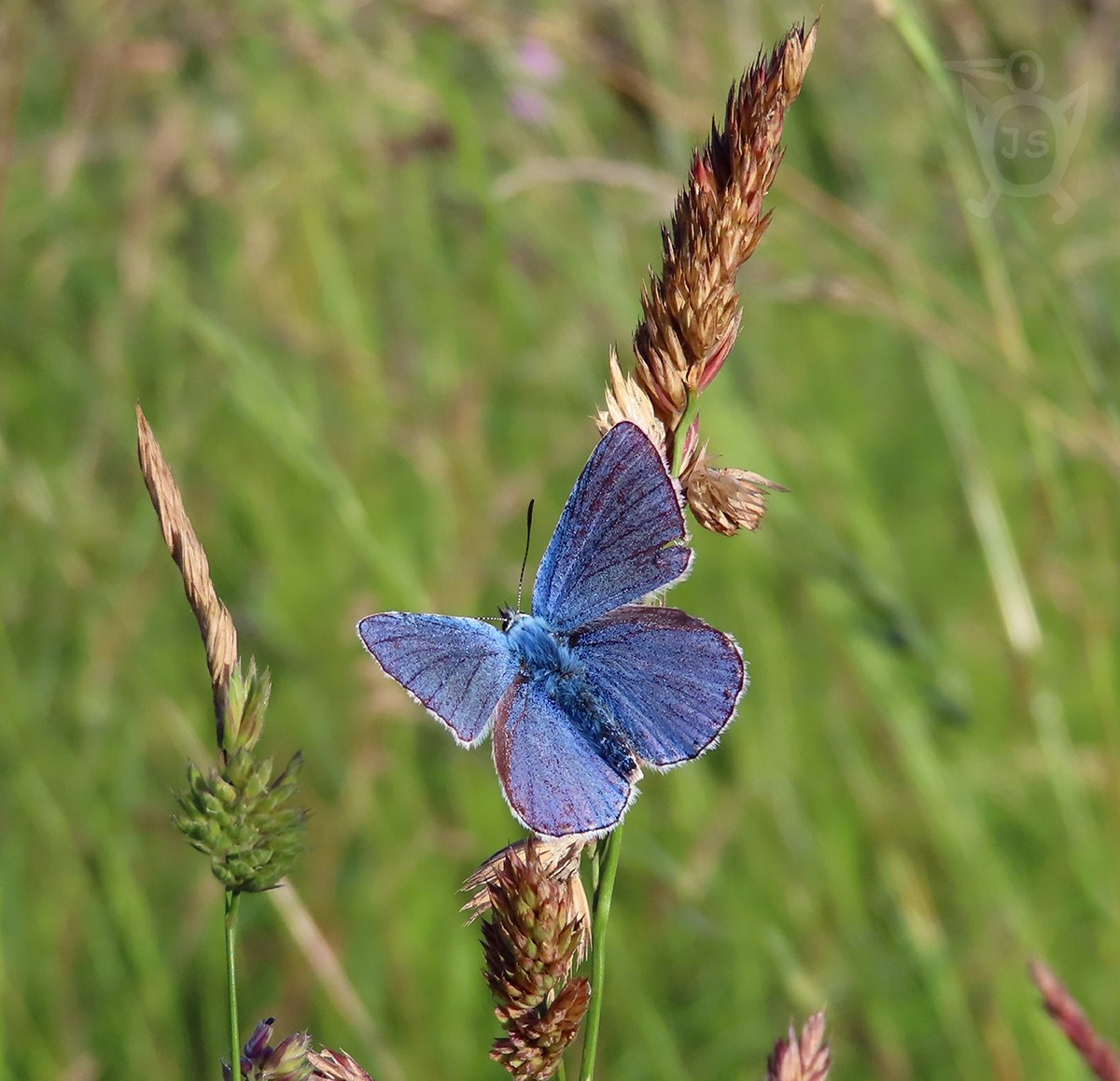 MODRÁSEK JETELOVÝ 2  (Polyommatus bellargus) 