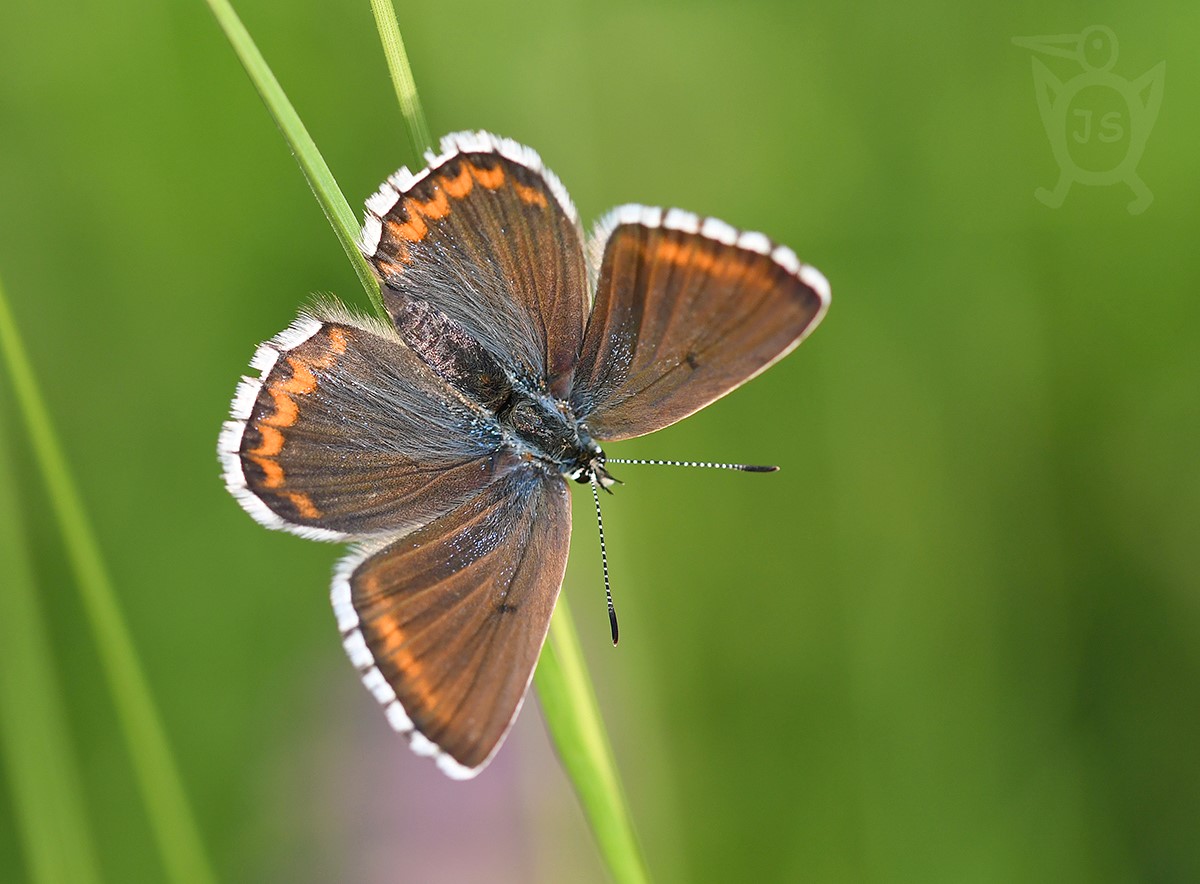 MODRÁSEK JETELOVÝ 3 (Polyommatus bellargus), samice