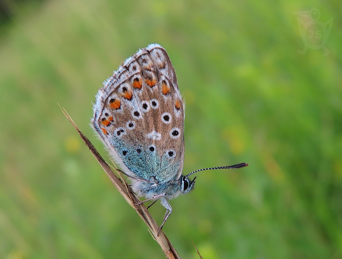 MODRÁSEK JETELOVÝ 5 (Polyommatus bellargus)