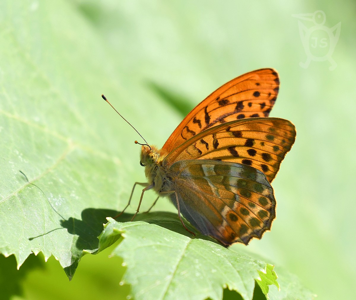 PERLEŤOVEC STŘÍBROPÁSEK 1 (Argynnis paphia)