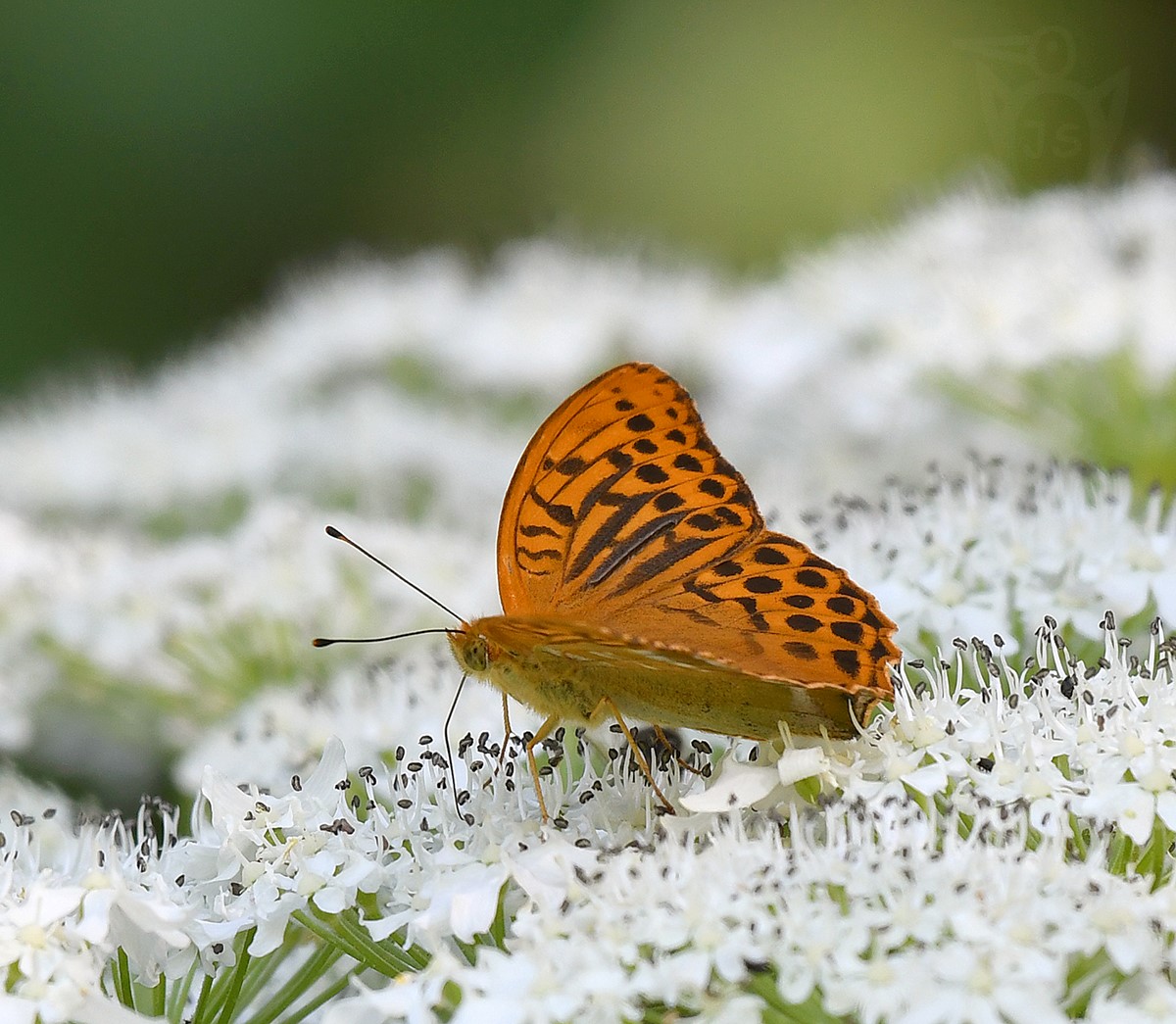 PERLEŤOVEC STŘÍBROPÁSEK 3 (Argynnis paphia)