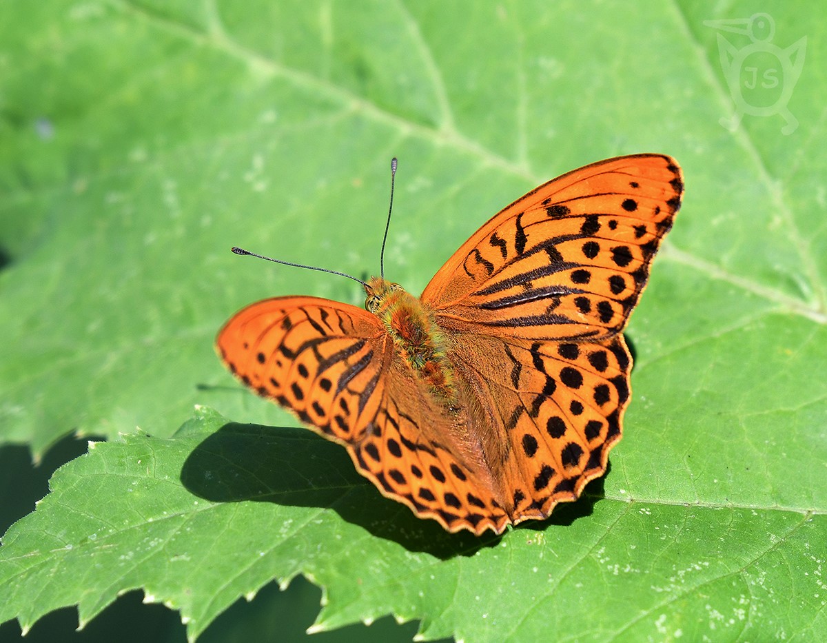 PERLEŤOVEC STŘÍBROPÁSEK 2 (Argynnis paphia)