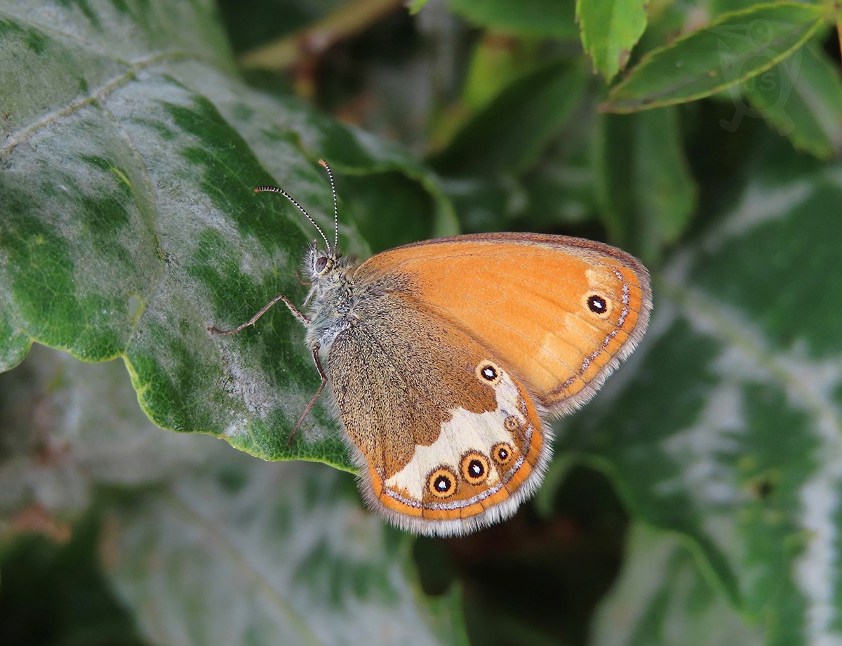 OKÁČ STRDIVKOVÝ 1 (Coenonympha arcania)