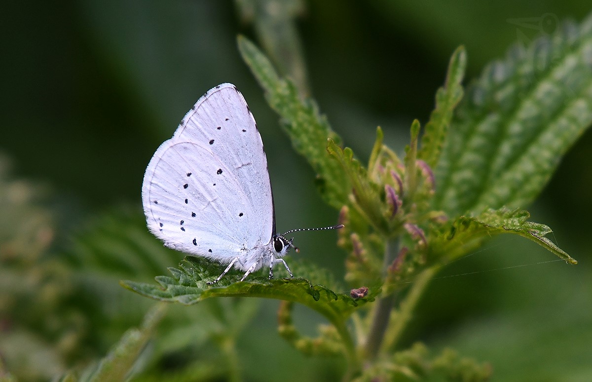 MODRÁSEK KRUŠINOVÝ 3 (Celastrina argiolus)