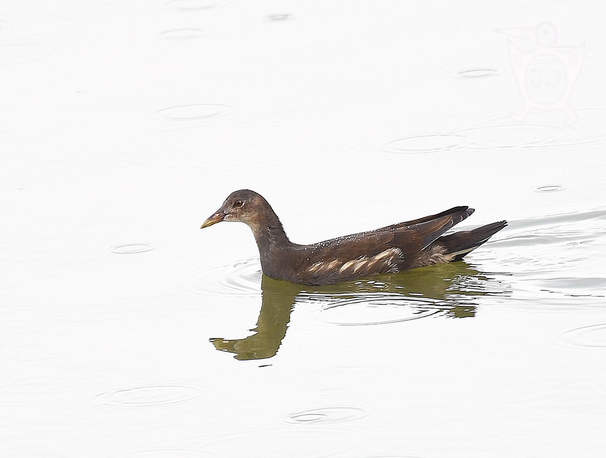 SLÍPKA ZELENONOHÁ 1 (Gallinula chloropus) mládě