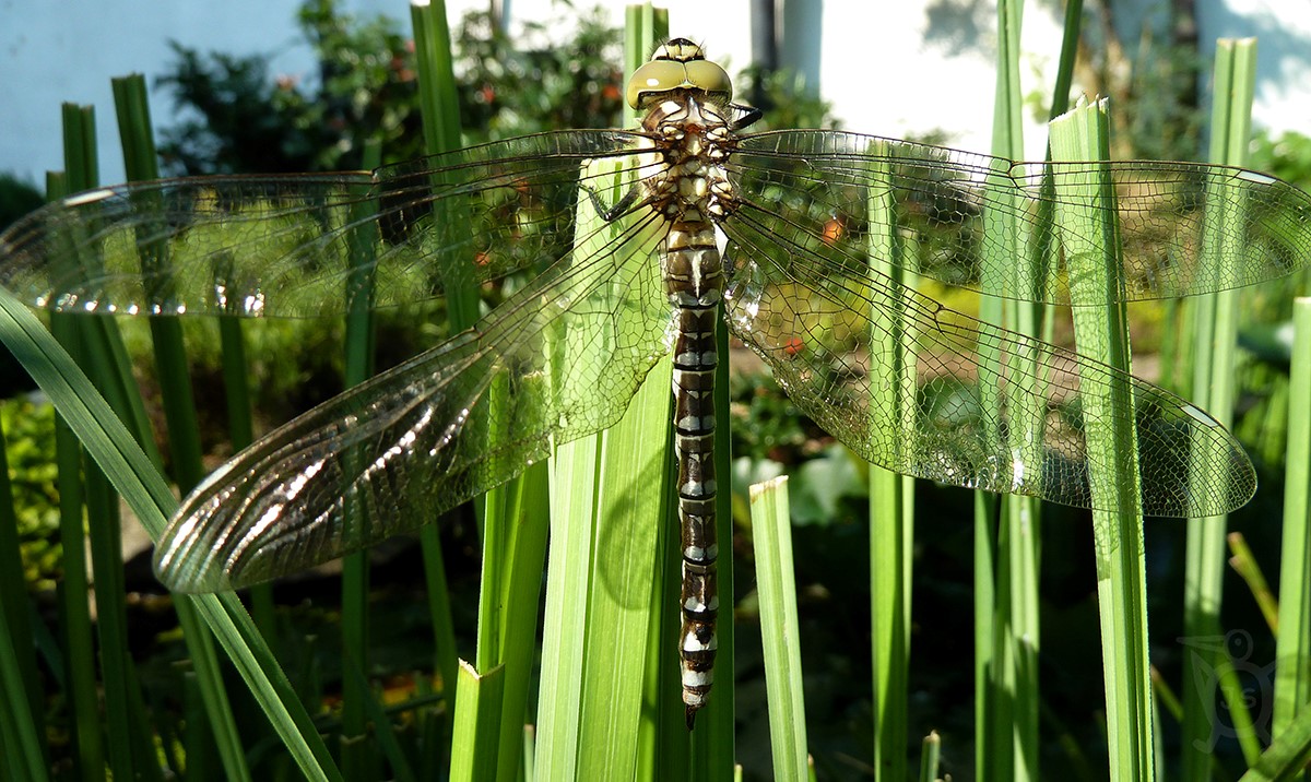 ŠÍDLO MODRÉ 1  (Aeshna cyanea)