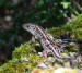 JEŠTĚRKA OBECNÁ 2  (Lacerta agilis)