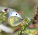 ŽLUŤÁSEK JIŽNÍ 1  (Colias alfacariensis) 