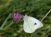 BĚLÁSEK ŘEPOVÝ 1 (Pieris rapae)