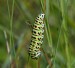 OTAKÁREK FENYKLOVÝ 3 (Papilio machaon) HOUSENKA