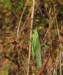KOBYLKA ZELENÁ 1 (Tettigonia viridissima)