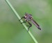 ROUPEC 1 (Asilidae sp.)