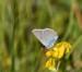 MODRÁSEK UŠLECHTILÝ 2 (Polyommatus amandus)