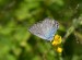 MODRÁSEK UŠLECHTILÝ 1 (Polyommatus amandus)