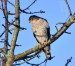 KRAHUJEC OBECNÝ 1  (Accipiter nisus)