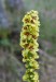 DIVIZNA ČERNÁ (Verbascum nigrum)