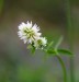 JETEL HORSKÝ (Trifolium montanum)