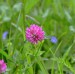 JETEL (Trifolium)