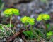 MOKRÝŠ STŘÍDAVOLISTÝ (Chrysosplenium alternifolium)