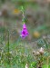 NÁPRSTNÍK ČERVENÝ (Digitalis purpurea)