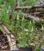 PLAVUŇ PUČIVÁ (Lycopodium annotinum)