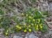 MOCHNA PLAZIVÁ (Potentilla reptans)