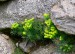 PRYŠEC CHVOJKA (Euphorbia cyparissias)