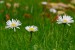 SEDMIKRÁSKA CHUDOBKA (Bellis perennis)