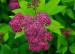 TAVOLNÍK JAPONSKÝ (Spiraea japonica)