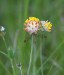 ÚROČNÍK BOLHOJ  (Anthyllis vulneraria)