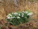 SNĚŽENKA PODSNĚŽNÍK 1 (Galanthus nivalis)