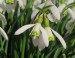 SNĚŽENKA PODSNĚŽNÍK 2 (Galanthus nivalis)