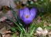 ŠAFRÁN JARNÍ 1 neboli KROKUS JARNÍ (Crocus vernus)