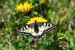 OTAKÁREK FENYKLOVÝ 2  (Papilio machaon)